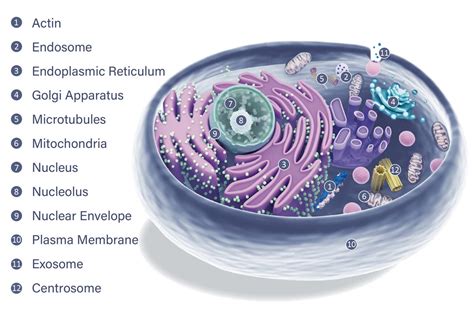 Organelle Markers Genetex