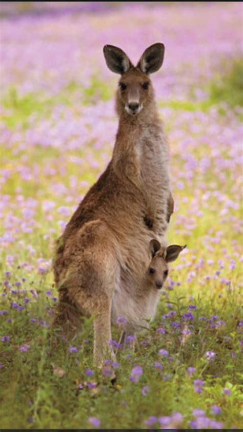 Kangaroo Mother Care Parenting Baby Animals Kangaroo Animal Projects