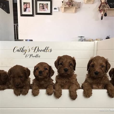 Is one of these pups the perfect pet for you? #Irishdoodle #irishdoodles #irishdoodlespuppies # ...