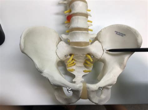 Sacroiliac Joint North Lakes Chiropractic