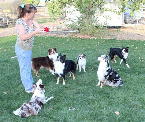 australian shepherd breeders arizona