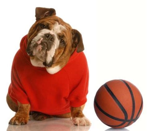 Sporty Dog Names 30 Basketball Inspired Names For Dogs Pethelpful