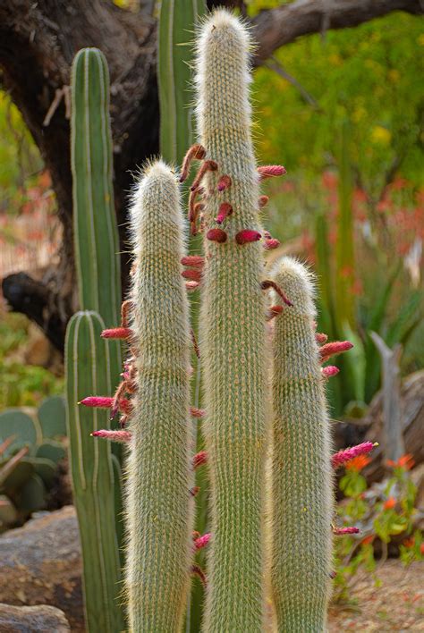 1,199 phoenix wholesale flowers products are offered for sale by suppliers on alibaba.com, of which decorative flowers & wreaths accounts for 4%. Cactus Flowers | Phoenix, AZ. | Ky Nguyen | Flickr