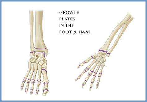 Growth Plates Foot And Hand Photograph By Monica Schroeder Fine Art