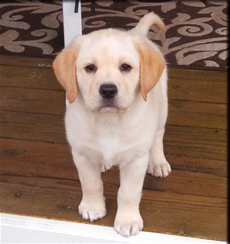Yellow lab puppies central kentucky extensive pedigree akc reg. Black_Yellow_Lab_Puppies | Labrador Retriever Breeder in ...