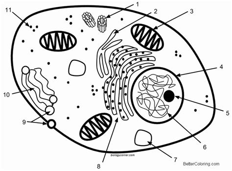 You will be delighted to understand that coloring is an action that can assist your kids to settle down and do nothing. Animal Cell Coloring Page Inspirational Animal Cell ...
