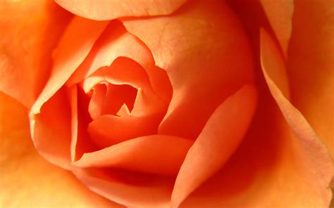 Awesome Orange Roses Roses Wallpaper 34611172 Fanpop