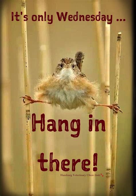 Funny Animal Wednesday Quotes Quotesgram