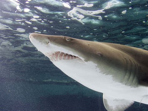 Love Sharks Spotlight On Sharks Rays At The Aquarium Of Pacific
