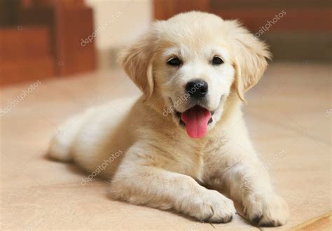 Der golden retriever ist heutzutage einer der begehrtesten familienhunde, was nicht zuletzt an seinem freundlichen und aufgeweckten wesen liegt. Golden Labrador retriever puppy — Stock Photo © dasha11 ...