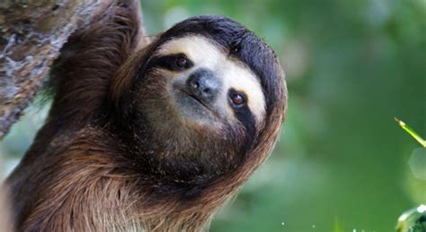 Sloths Facts Sloth Animal Eating Habits Etc