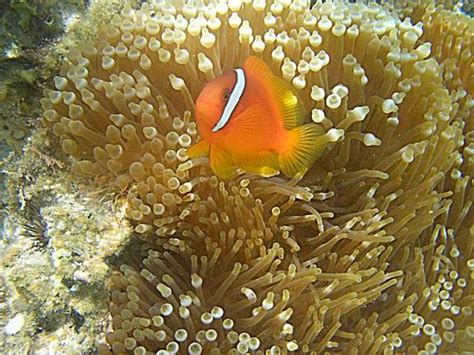 Clownfish Ventilate Anemones Symbiosis Live Science