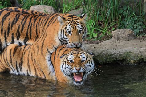 Booking.com has been visited by 1m+ users in the past month Zoo -Leipzig Foto & Bild | tiere, zoo, wildpark ...