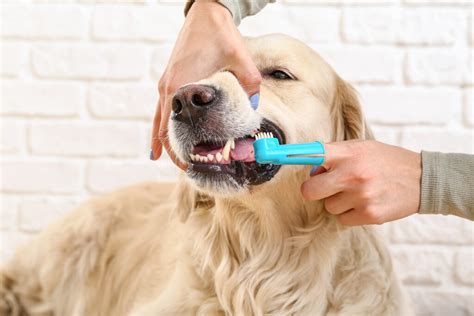 Tandenpoetsen Bij Je Hond Tips En Stappenplan Dier En Zorg Gids