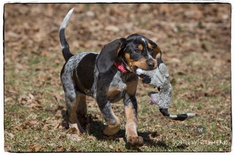 Bluetick Coonhound Puppy With Her First Coon John Whitehead Images