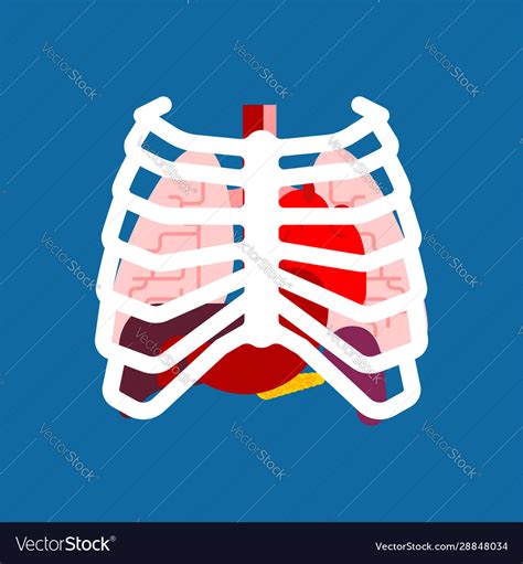 Rib Cage And Internal Organs Human Anatomy Vector Image