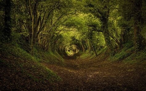 Download Wallpapers Forest The Tunnel Trees Path For Desktop With
