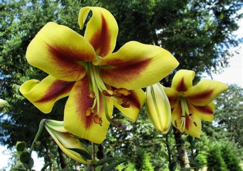 Robert Swanson Oriental Trumpet Lily Tree Like Lily