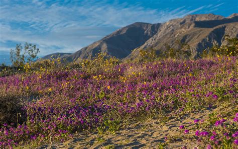 Borrego Springs Super Bloom 2019 — Restcoaster