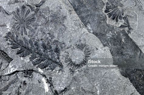석화 된 고사리 화석의 클로즈업 식물과 슬레이트의 세부 사항 패턴 배경 양치식물에 대한 스톡 사진 및 기타 이미지 양치식물