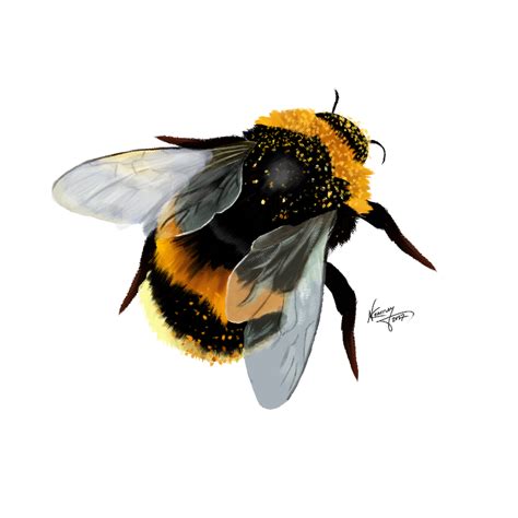 Bumblebee Photoshop Cs6 800x800 Ireddit Submitted By Cherriepie To