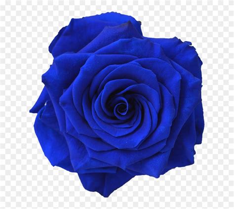 Here is a list of the most popular wedding flowers in navy, sapphire, tiffany, & dusty blue. Blue Flower Transparent Background & Free Blue Flower ...