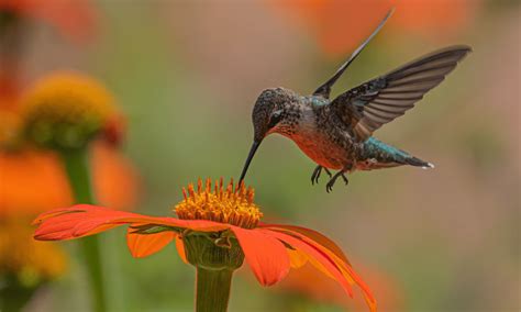 Types Of Hummingbirds Guide Birding Insider