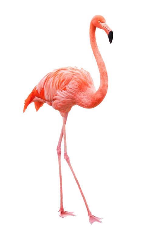 Download Elegant Pink Flamingo Standing