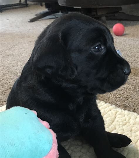 Labrador retrievers only come in three colors and please note never the dilute gene or silver gene labradors will come from my kennel. Labrador Retriever Puppies For Sale | Fowlerville, MI #298065