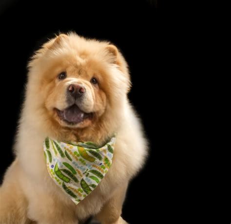 What Is The Golden Chow Dog Things You Need To Know