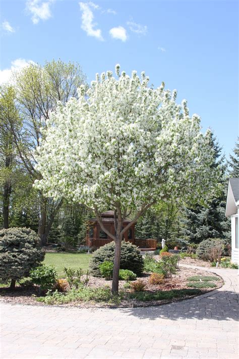 Spring Snow Crabapple City Of Moose Jaw