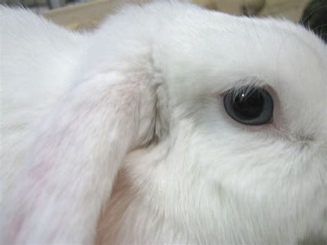 Holland Lop Blue Eyed White Bunny Rabbit Usa Holland Lop Season 3