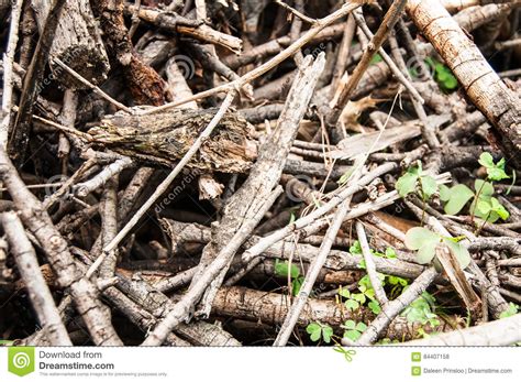 Wood Pile Of Small Branches Stock Photo Image Of Tree Brown 84407158