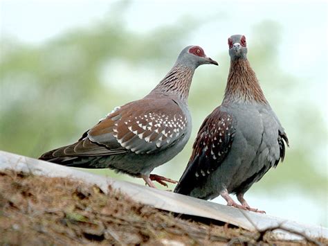 Speckled Pigeon Dar Es Salaam · Inaturalist