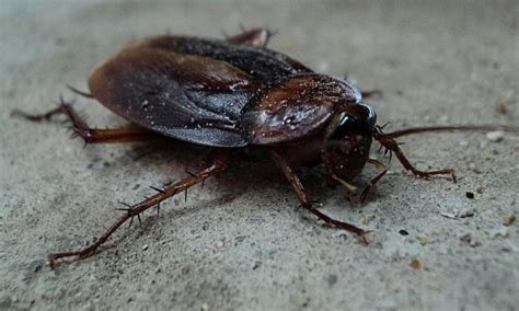 Company Offers Homeowners 2000 To Release 100 Cockroaches Into House