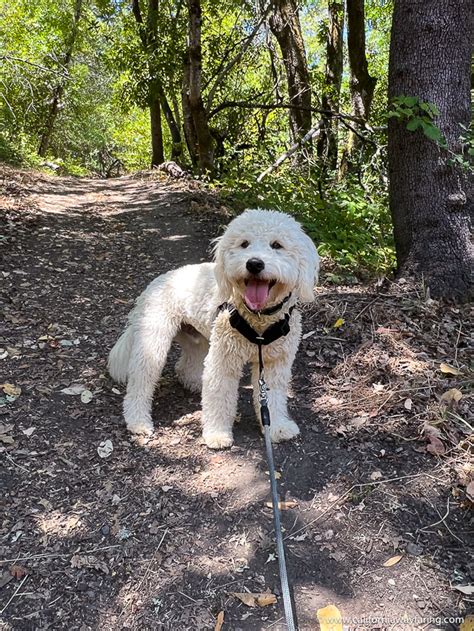 Best Bay Area Dog Friendly Hikes California Wayfaring