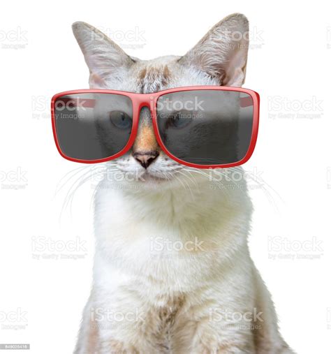 Funny Animal Portrait Of A Cool Cat Wearing Big Oversized