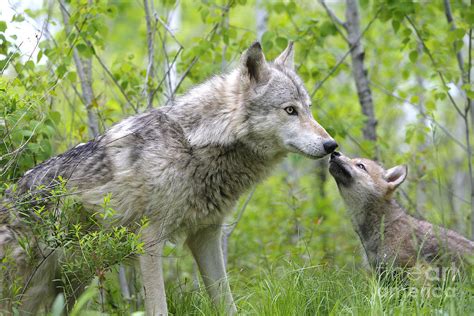 Gray Wolf With Cub Canis Lupus Photograph By M Watson