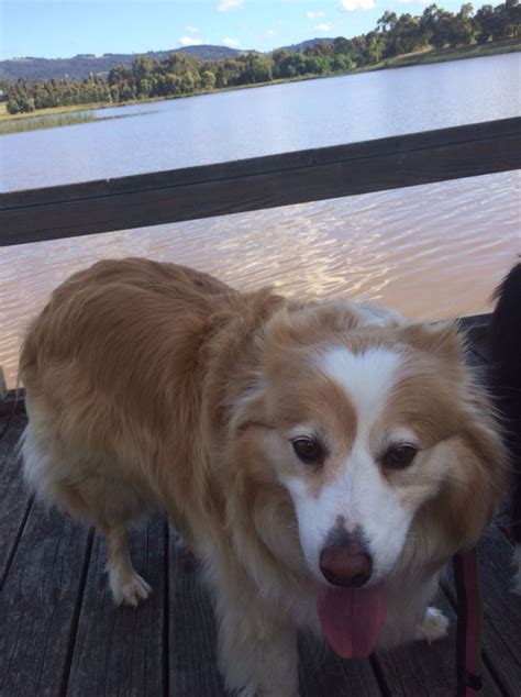 Here are the best dog toys for border collies. Lulu enjoying a Sunday walk | Best dog breeds, Border ...