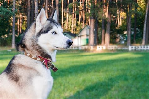 What Is A Huskypoo Everything You Need To Know Poodles Love