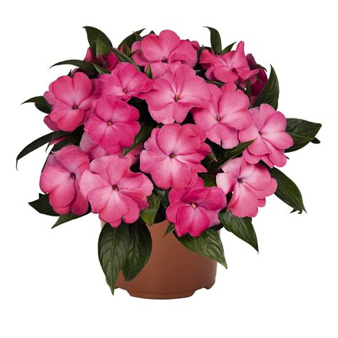Welcome To Clesen Wholesale Impatiens Ng Petticoat Pink Berry