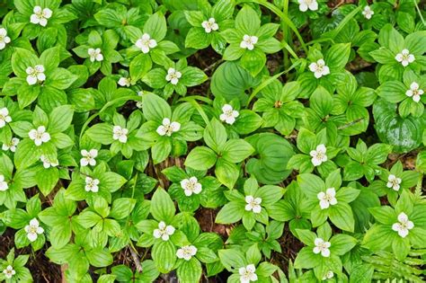 Fast Growing Ground Cover For Shade Or Full Sun