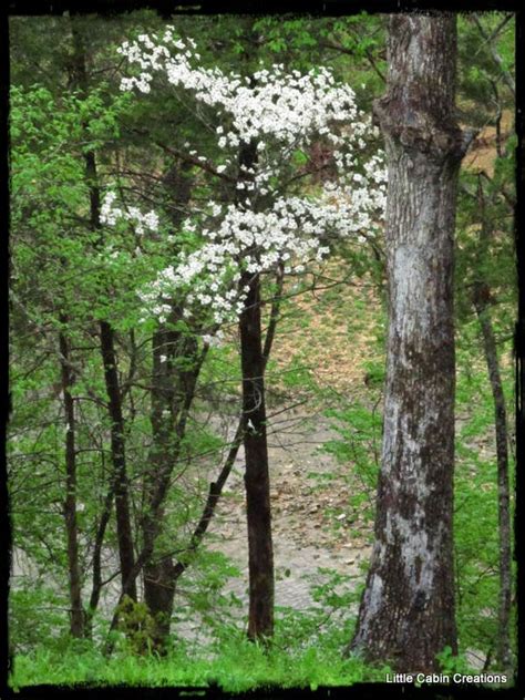 Wisteria is a genus of flowering plants in the legume family, fabaceae (leguminosae), that includes ten species of woody twining vines that are native to china, korea, japan, southern canada, the eastern united states, and north of iran. "MAKE DO DOLLS": The Dogwood-Missouri's State Tree