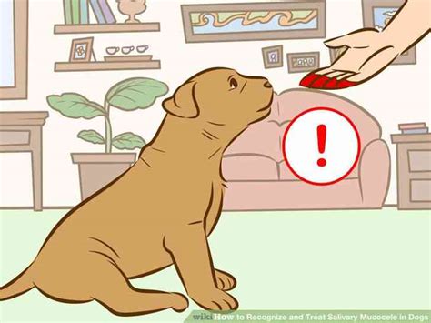 Cómo Reconocer Y Tratar La Salivales Mucocele En Los Perros