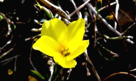 Mountain Flower Sumit Madan Flickr