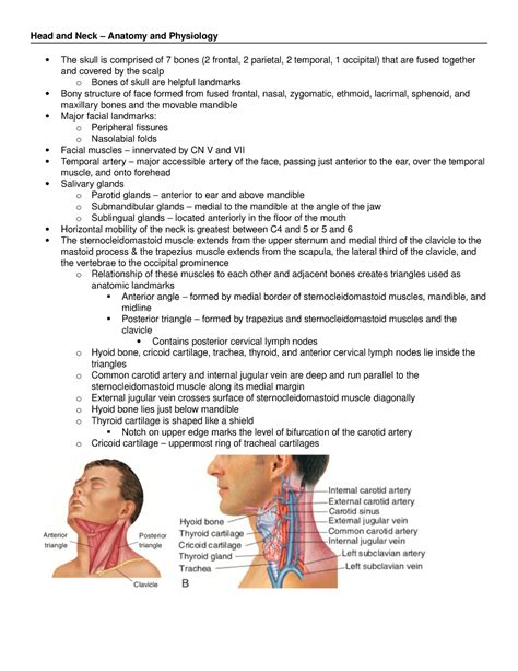 Head And Neck Head And Neck Assessment Head And Neck Anatomy And