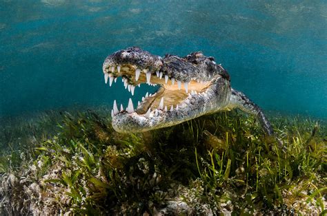 Greg Lecoeur Underwater And Wildlife Photography American Crocodile