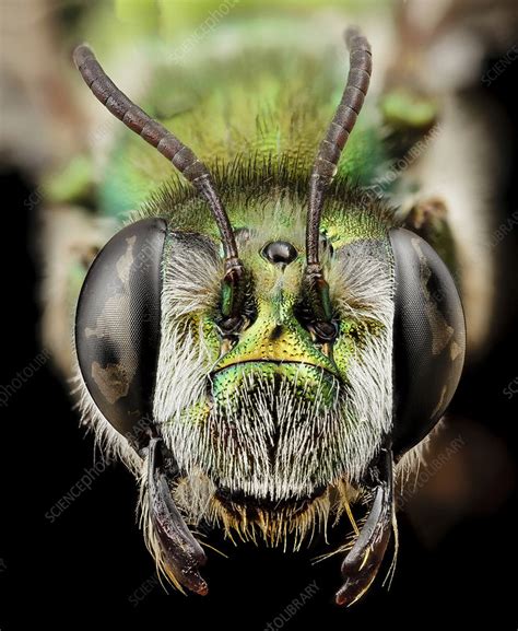 Green Burrowing Bee Stock Image C0261530 Science Photo Library