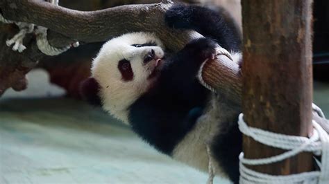 Baby Panda Yuan Zai Plays At The Taipei Zoo
