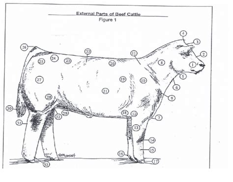 External Parts Of Beef Cattle Ii Diagram Quizlet